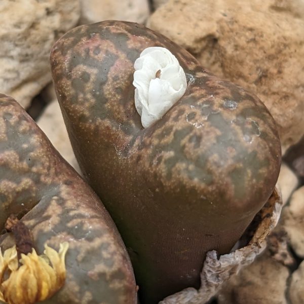 Conophytum pellucidum - Levende Steentjes - Planten