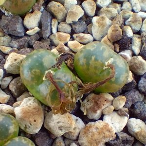 Conophytum pellucidum cupreatum