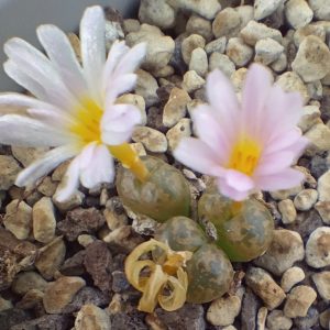 Conophytum pellucidum cupreatum