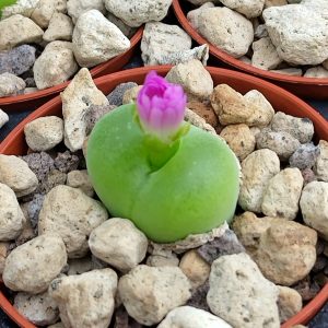 Conophytum pillansii - Levende Steentjes - Planten