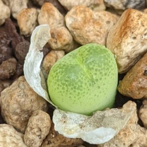 Conophytum pillansii - Levende Steentjes - Planten