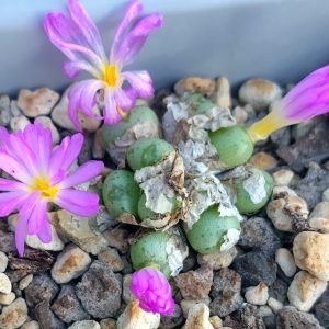 Conophytum pium