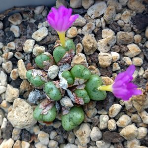 Conophytum pium