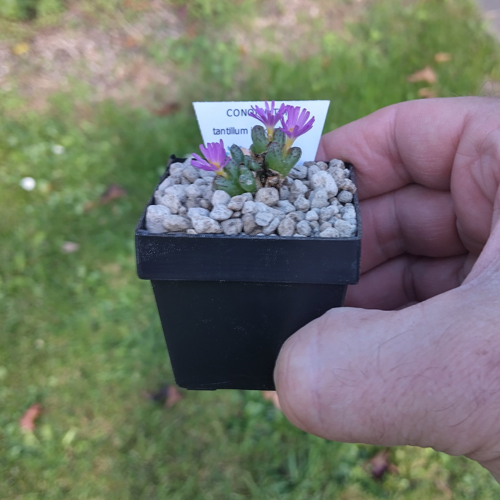 Conophytum pot