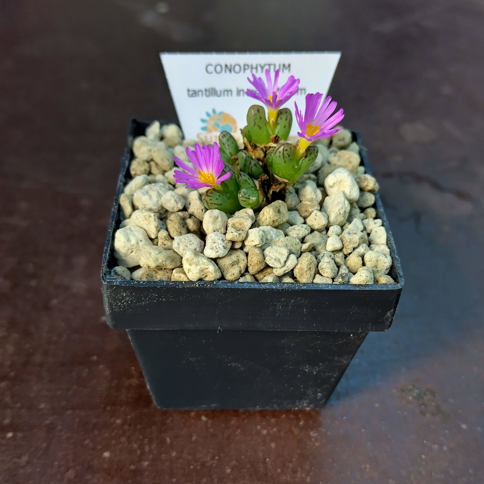 conophytum pot