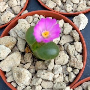 Conophytum praesectum - Pierres Vivantes - Plantes
