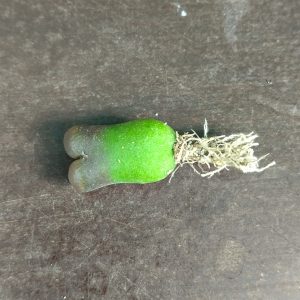 Conophytum praesectum - Pierres Vivantes - Plantes