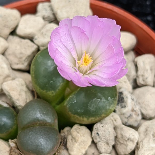 Conophytum praesectum - Pierres Vivantes - Plantes