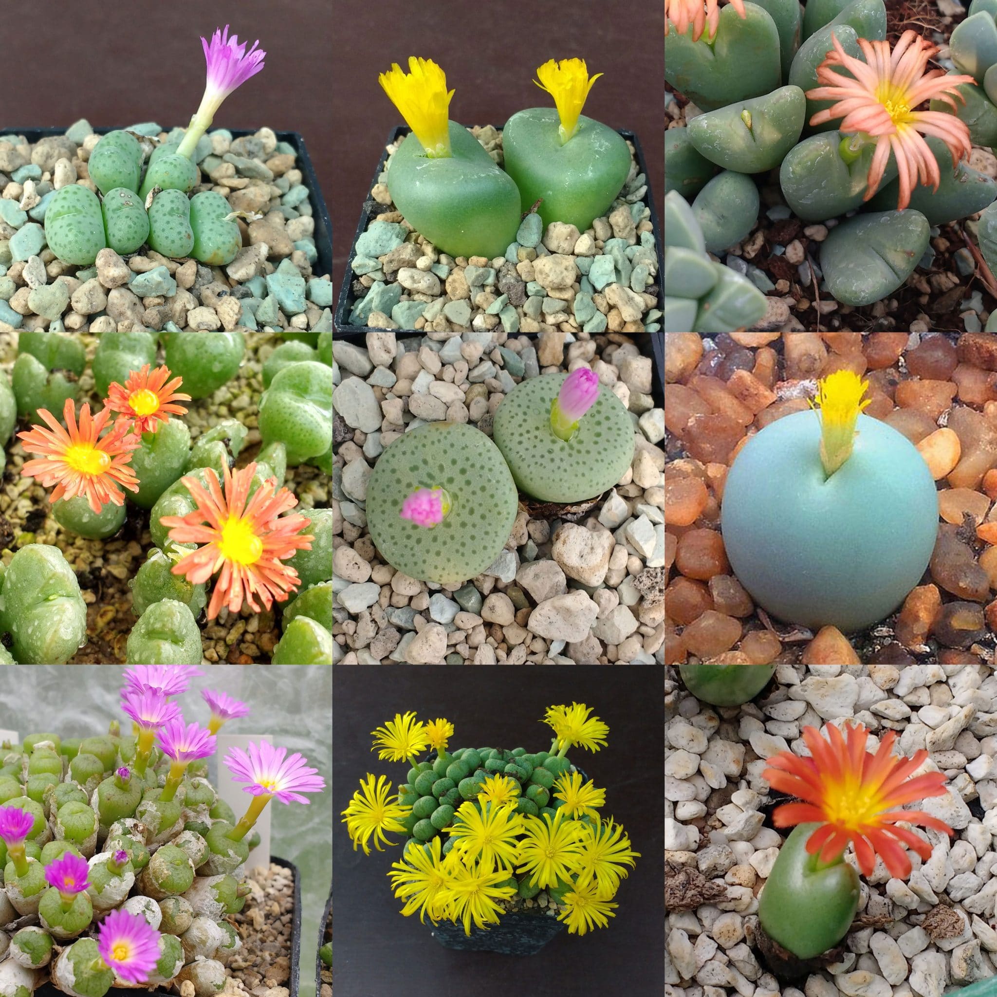 CONOPHYTUM  MIX succulent cactus mixed living stones rocks plant seed 50 SEEDS 