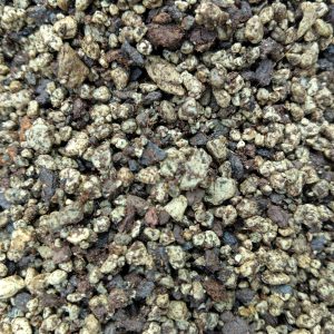 conophytum soil