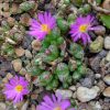 Conophytum tantillum inexpectatum - Living Stones - Plants