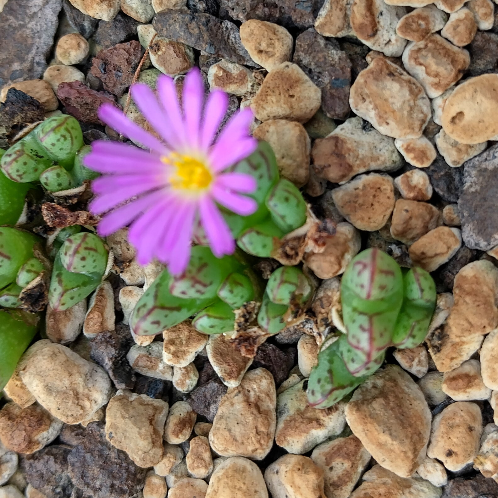 Conophytum tantillum inexpectatum - Living Stones - Plants - Image 2