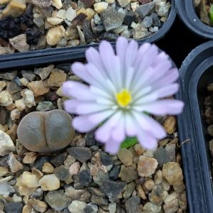 Conophytum triebneri - Levende Steentjes - Planten