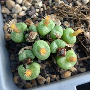 Conophytum truncatum brevitubum