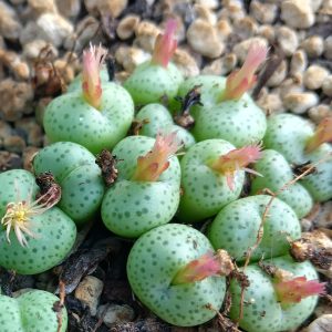 Conophytum truncatum brevitubum