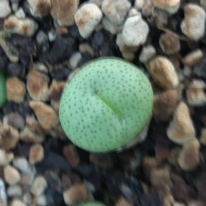 Conophytum truncatum subglobosum