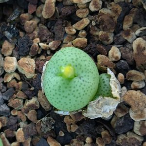 Conophytum truncatum subglobosum