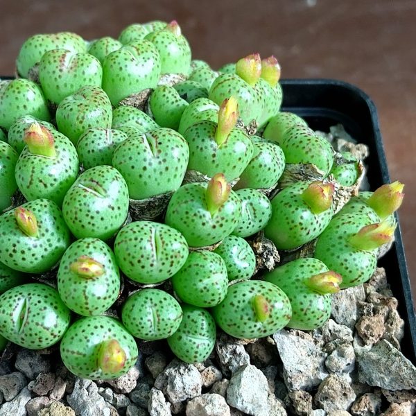 Conophytum uviforme prolongatum ex Swanepoel VD5523 - Pierres Vivantes - Plantes