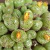 Conophytum uviforme prolongatum ex Swanepoel VD5523 - Levende Steentjes - Planten