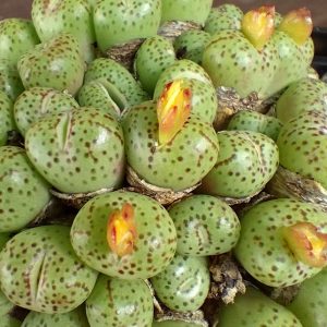 Conophytum uviforme prolongatum ex Swanepoel VD5523 - Levende Steentjes - Planten