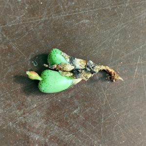 Conophytum uviforme prolongatum ex Swanepoel VD5523 - Levende Steentjes - Planten