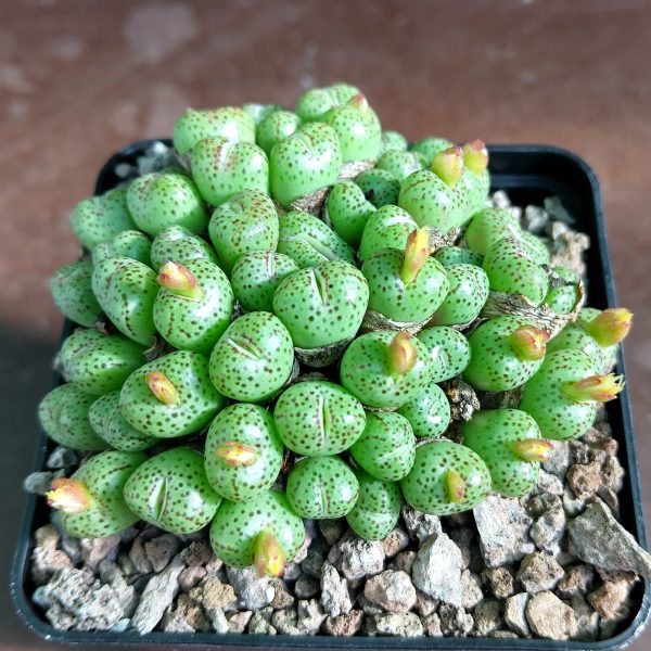 Conophytum uviforme prolongatum ex Swanepoel VD5523 - Pierres Vivantes - Plantes