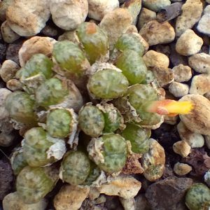 Conophytum uviforme rauhii