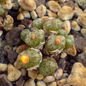 Conophytum uviforme rauhii