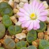 Conophytum vanheerdei - Living Stones - Plants