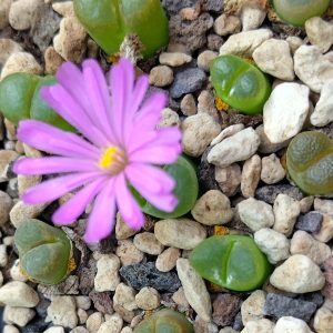 Conophytum vanheerdei - Living Stones - Plants