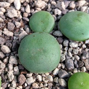 Conophytum wettsteinii - Levende Steentjes - Planten
