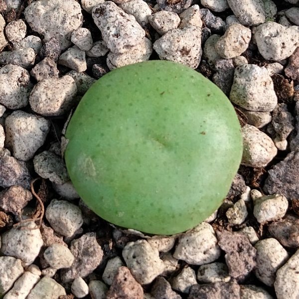 Conophytum wettsteinii - Levende Steentjes - Planten - Afbeelding 3