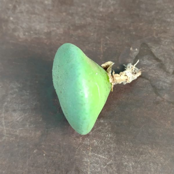 Conophytum wettsteinii - Levende Steentjes - Planten - Afbeelding 2