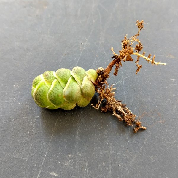 Crassula barklyi - Boutures – Image 2