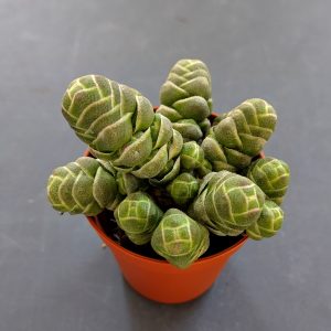 Crassula barklyi - Cuttings