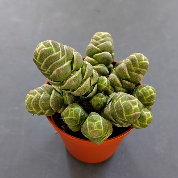 Crassula barklyi - Boutures
