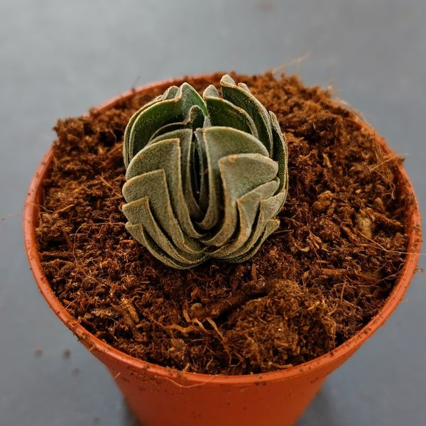 Crassula Buddha’s Temple - Plants - Image 3