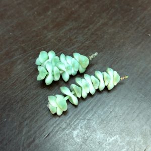 Crassula Fantasy - Cuttings
