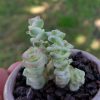 Crassula Fantasy - Cuttings