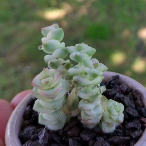 Crassula Fantasy - Cuttings