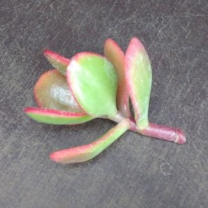 CRASSULA OVATA Money Plant Arbre de Jade Varietaga Succulente Caudex