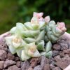 Crassula Pastel - Boutures