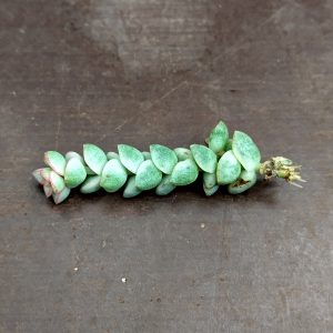 Crassula Pastel - Cuttings