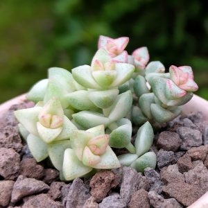 Crassula Pastel - Cuttings