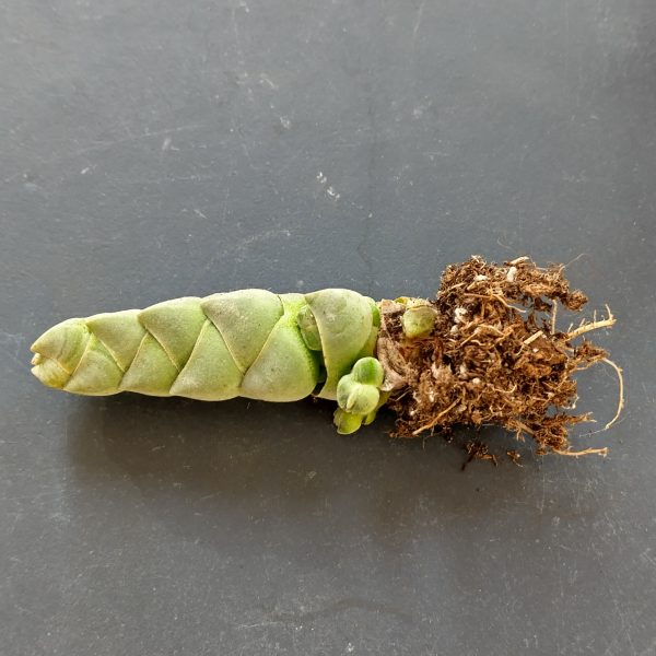 Crassula plegmatoides - Boutures – Image 2