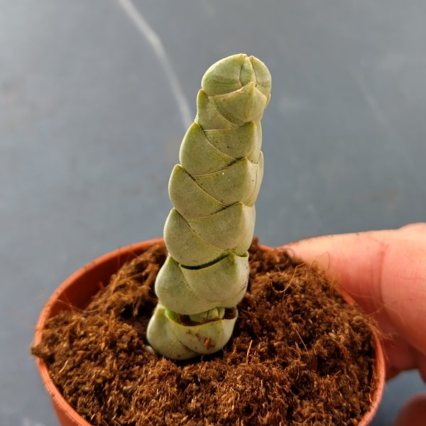 Crassula plegmatoides - Boutures