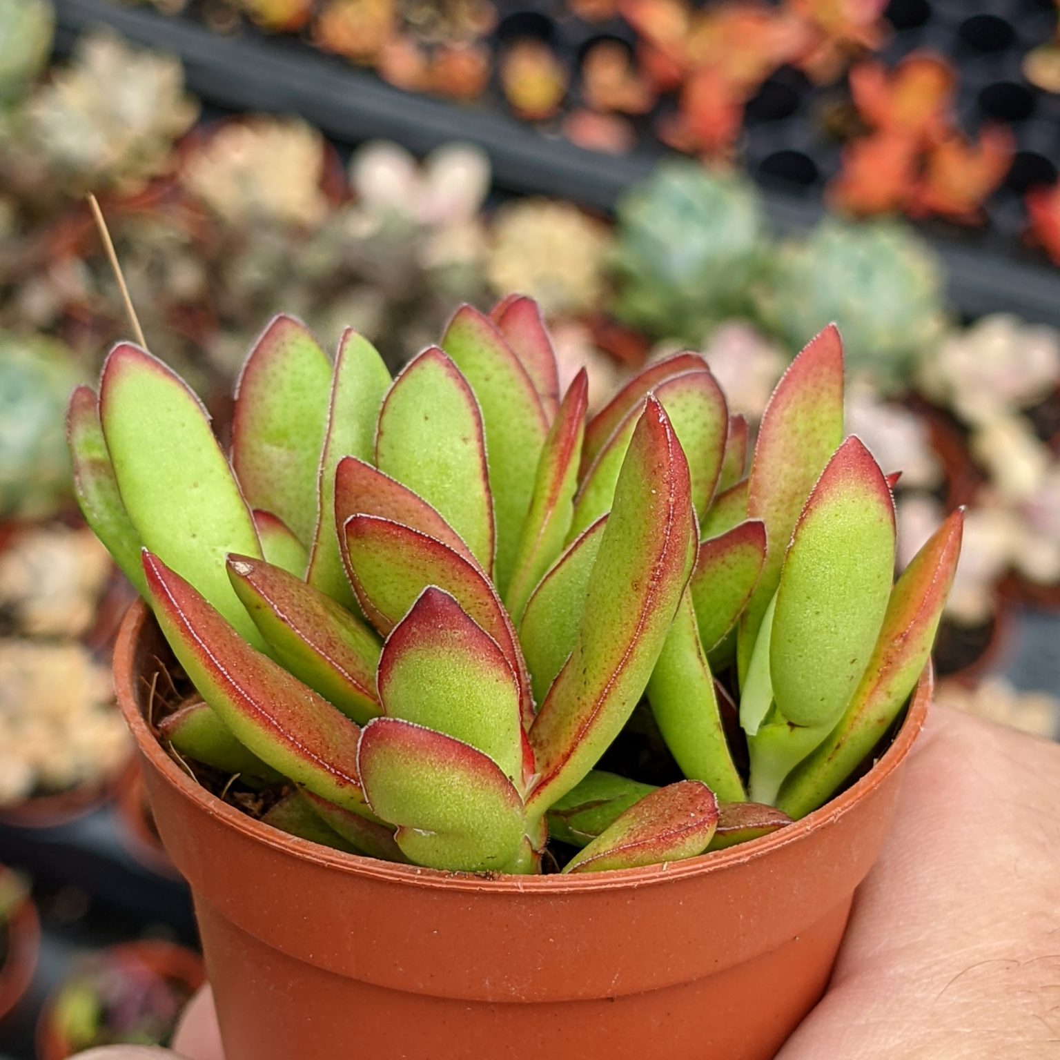 Crassula rubricaulis Butterfly Bush Cuttings
