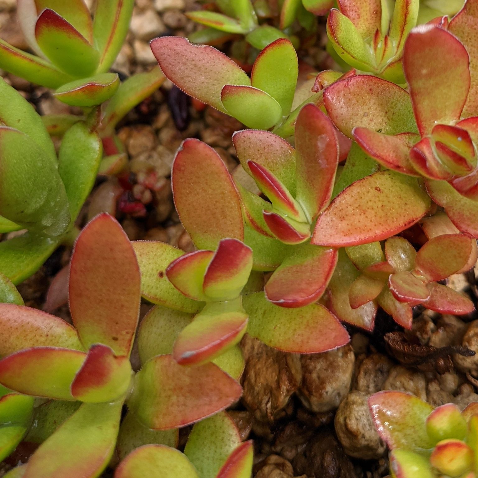 Crassula rubricaulis Butterfly Bush Cuttings