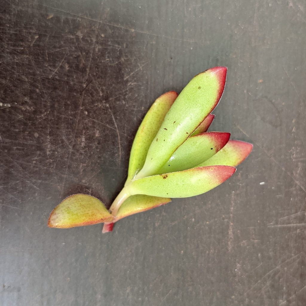 Crassula rubricaulis Butterfly Bush Cuttings