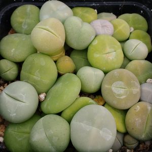 Dinteranthus puberulus - Pierres Vivantes - Graines